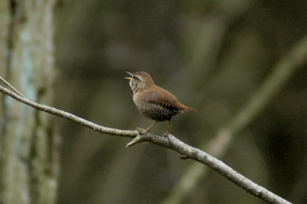 Wren, Winter, 2006-04099542 Bald Hill Wildlife Refuge.JPG - Winter Wren, Belle Isle Marsh, MA, 04-04-2006